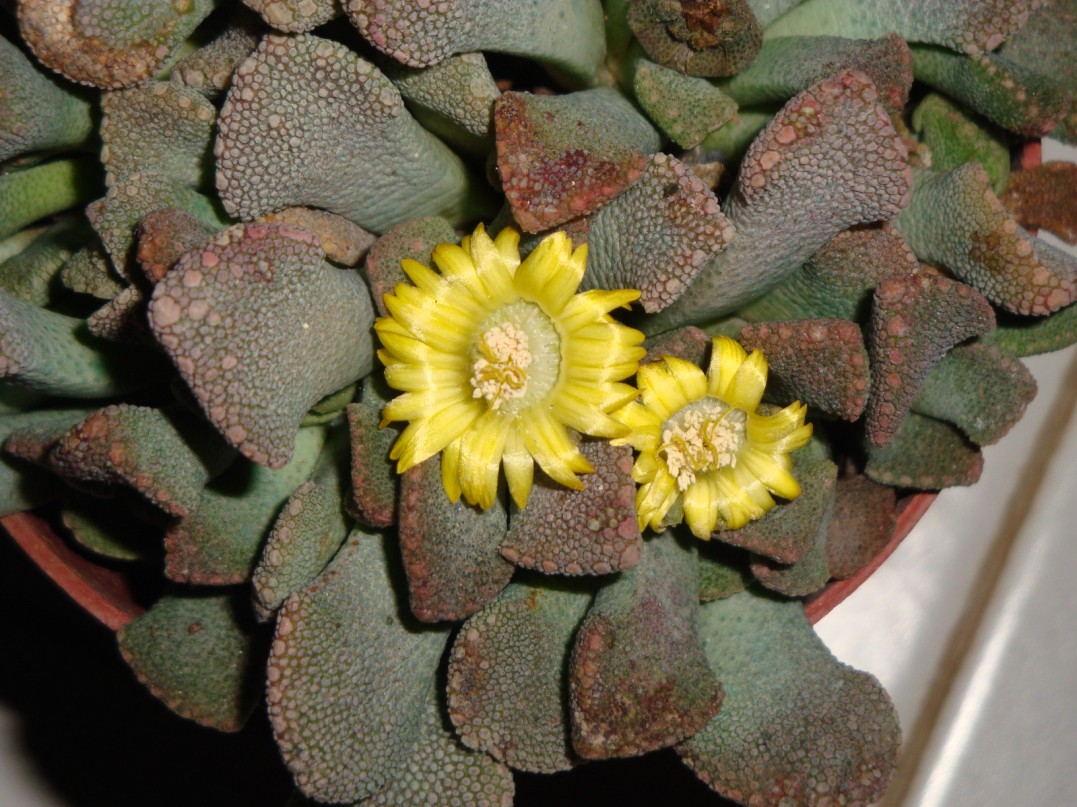 Titanopsis calcarea 