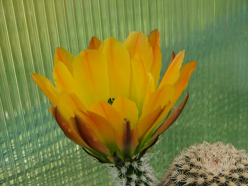 Echinocereus ctenoides 