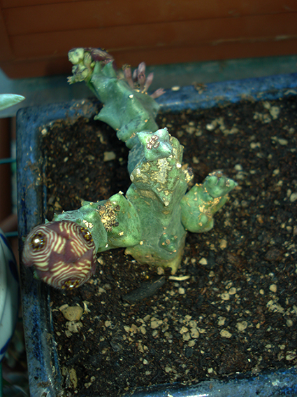 Caralluma europaea 