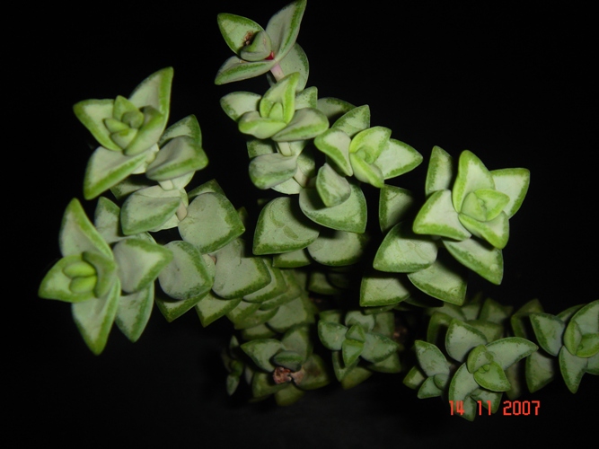 crassula  