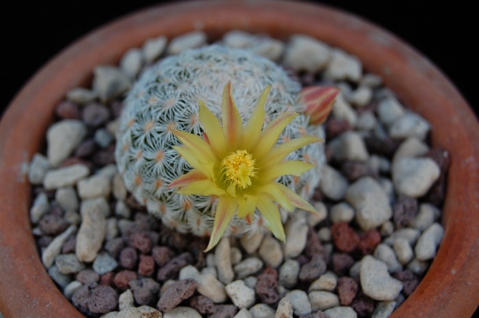 Mammillaria solisioides 