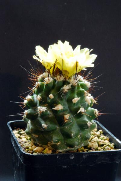 Copiapoa esmeraldana 