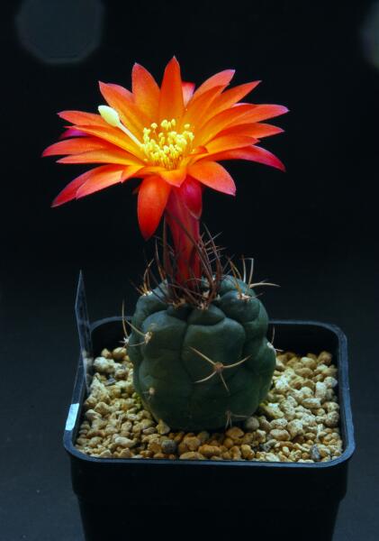 matucana oreodoxa