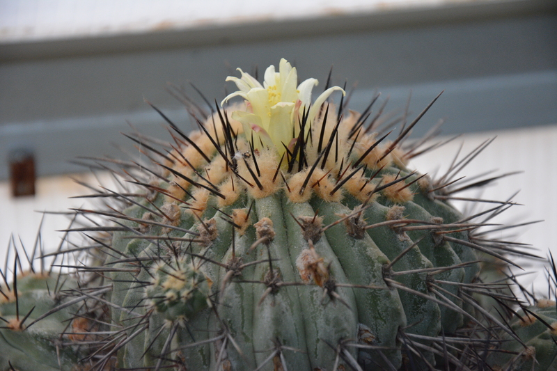 Copiapoa dealbata 