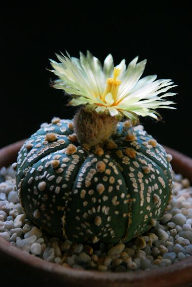 Astrophytum asterias cv. super kabuto 