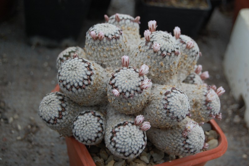 Mammillaria sanchez-mejoradae 