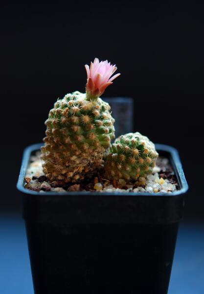 Pediocactus knowltonii 