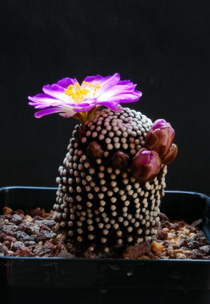 Mammillaria luethyi 