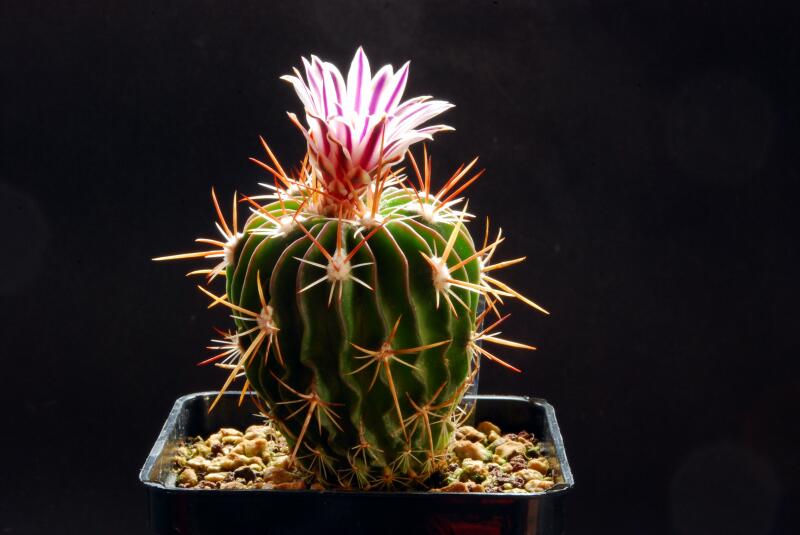 Stenocactus crispatus 