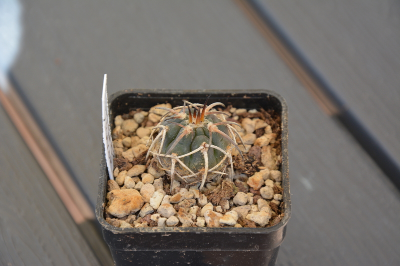 Gymnocalycium spegazzinii v.major B-34