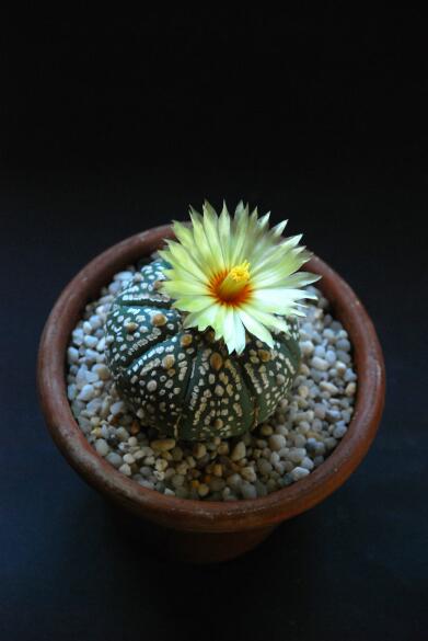 Astrophytum asterias cv. super kabuto 