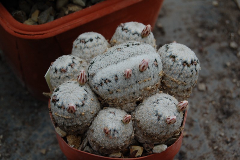 Mammillaria sanchez-mejoradae 