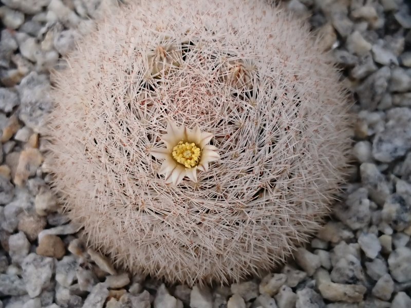 Mammillaria wohlschlageri  