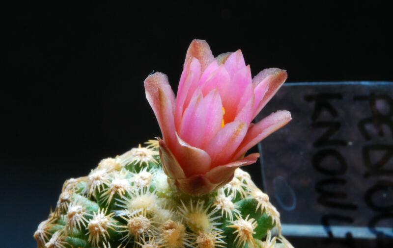 Pediocactus knowltonii 