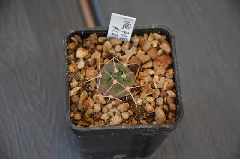 Gymnocalycium spegazzinii 