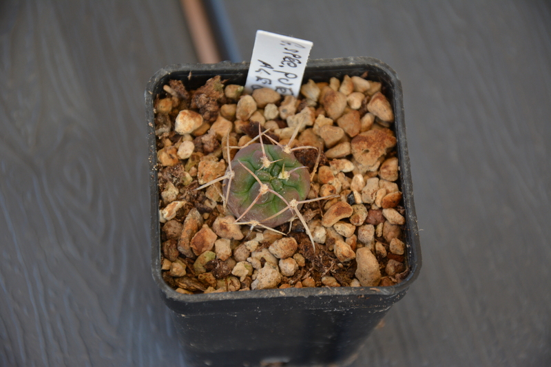 Gymnocalycium spegazzinii 