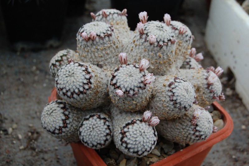 Mammillaria sanchez-mejoradae 