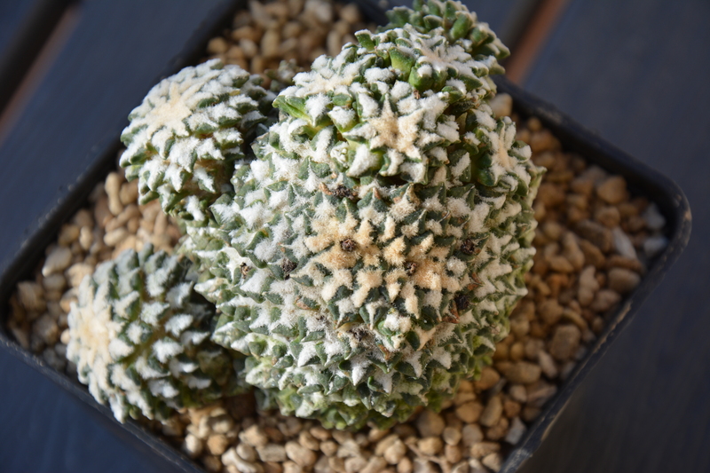 Ariocarpus kotschoubeyanus f. cristatum 