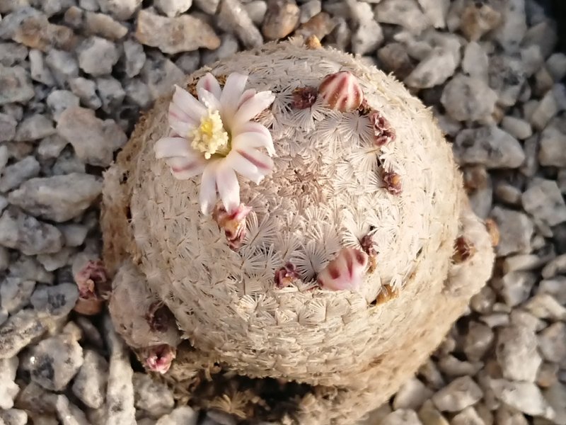 Mammillaria sachezi mejoradae  