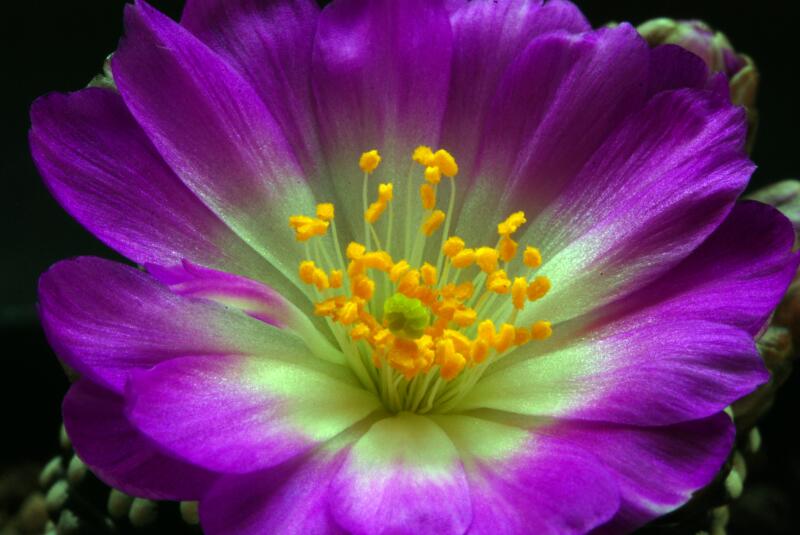Mammillaria luethyi 