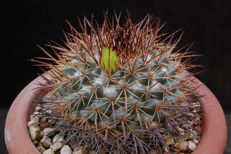 Mammillaria gatesii 