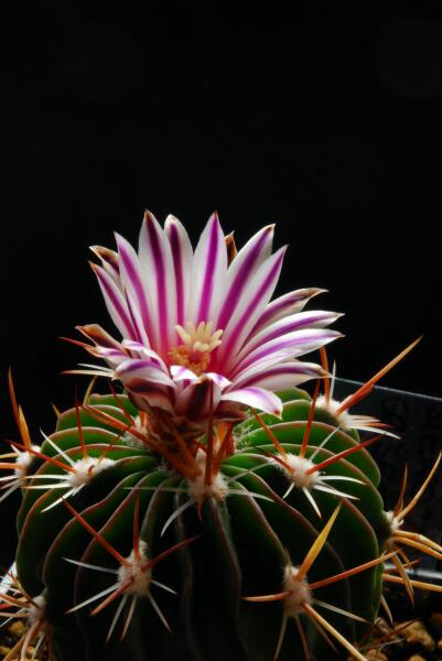 Stenocactus crispatus 