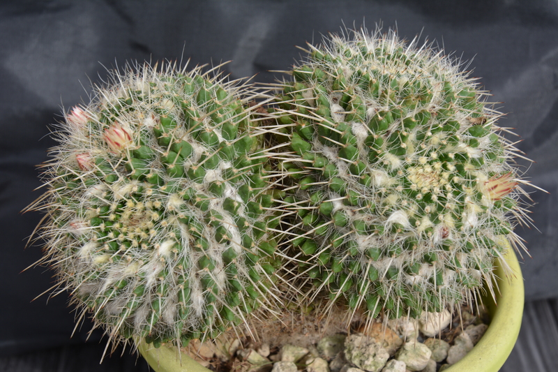 Mammillaria karwinskiana 