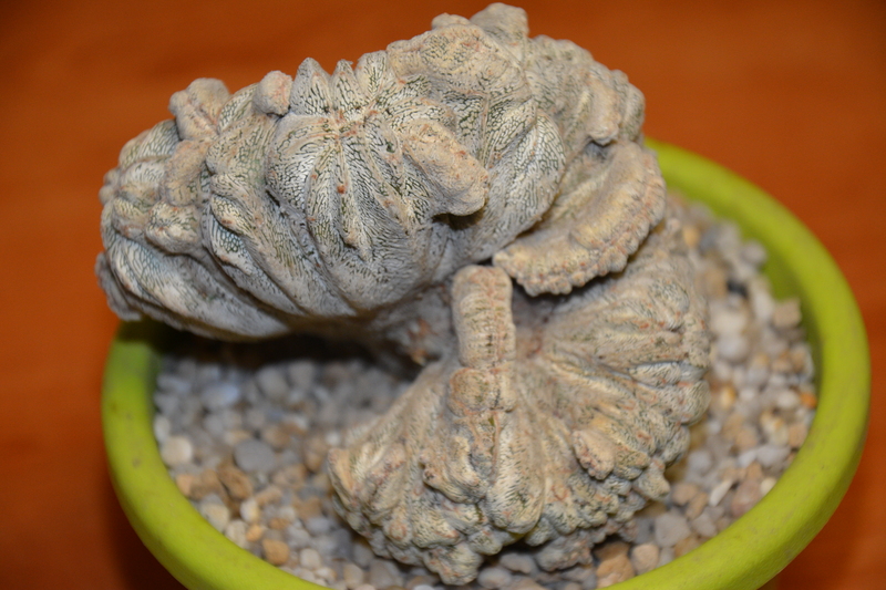 astrophytum myriostigma cv. onzuka f. cristatum