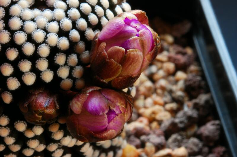 Mammillaria luethyi 
