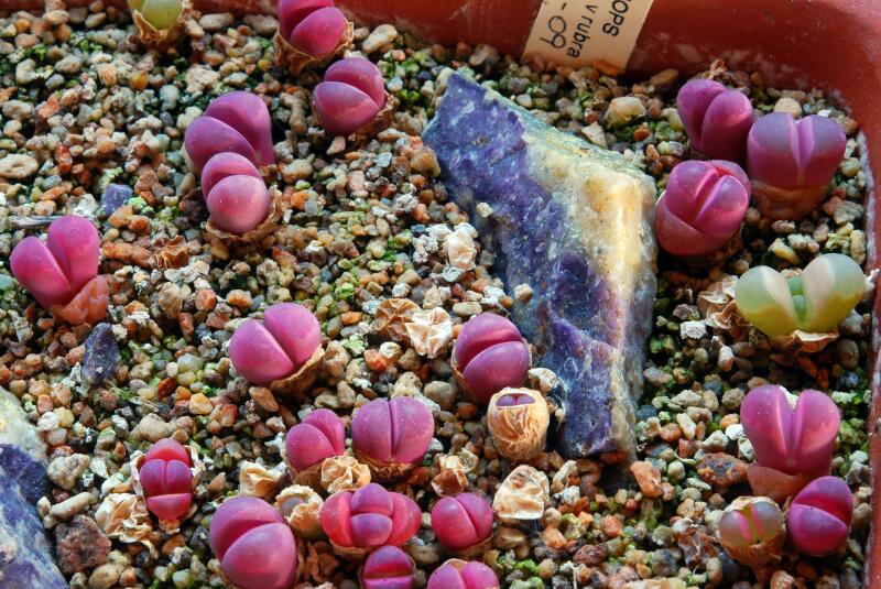 Lithops optica cv. rubra C81A