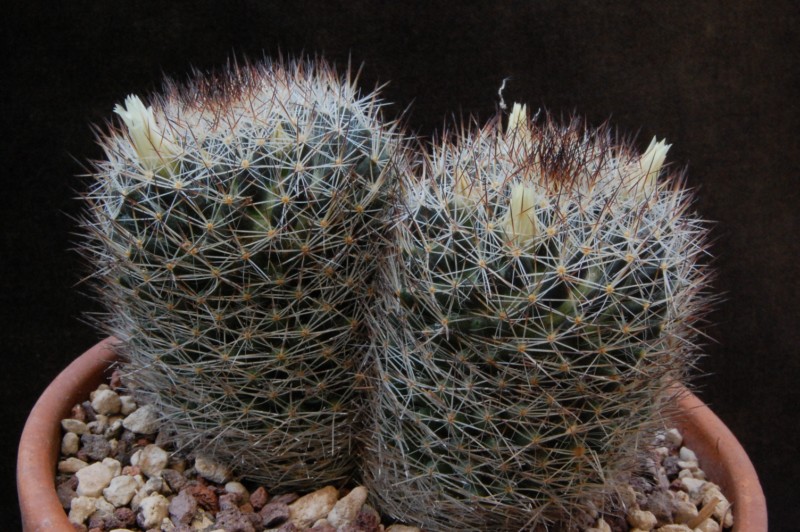 Mammillaria picta SB 944