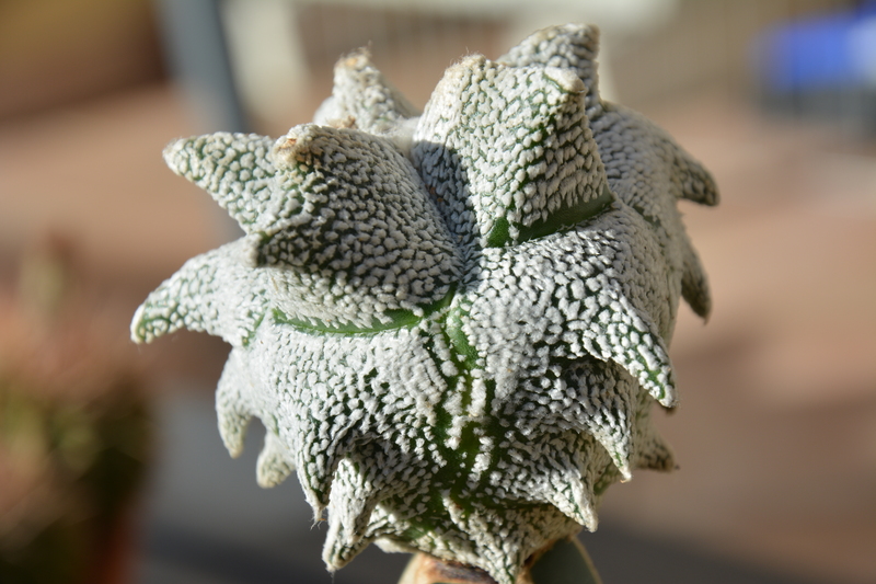 Astrophytum coahuilense cv. kikko snow 