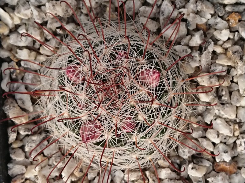 Mammillaria longiflora  