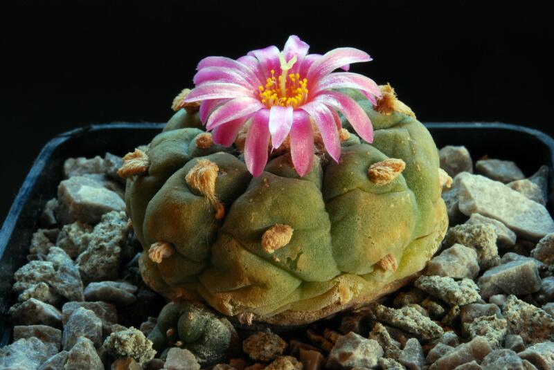 Lophophora fricii 