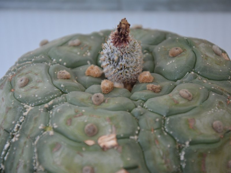 Astrophytum asterias cv. kitsu-kow 