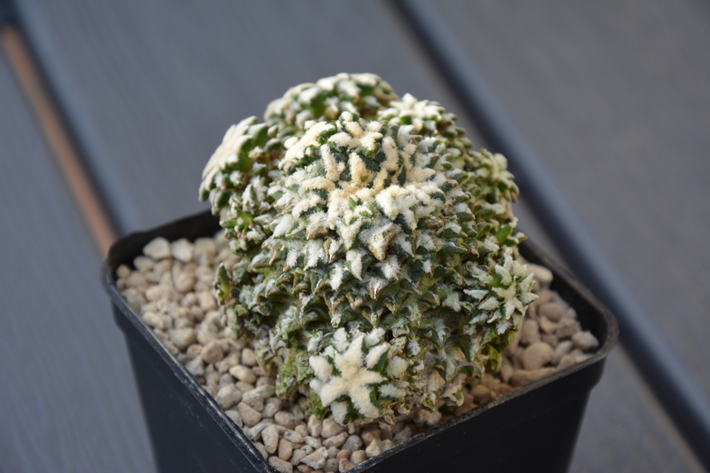 Ariocarpus kotschoubeyanus f. cristatum 