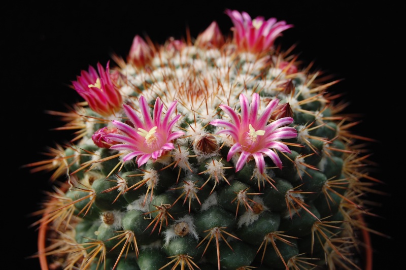 Mammillaria scrippsiana 