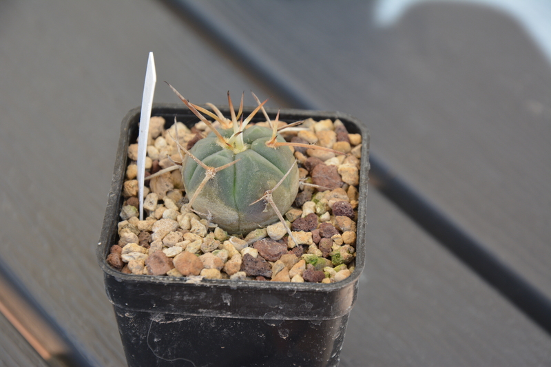 Gymnocalycium armatum JO600