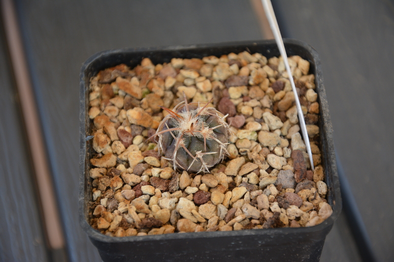 Gymnocalycium spegazzinii JS237