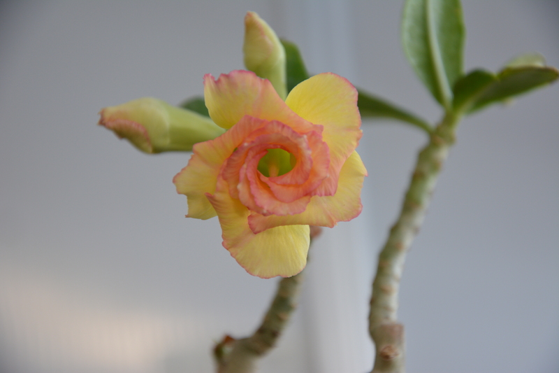 Adenium obesum 