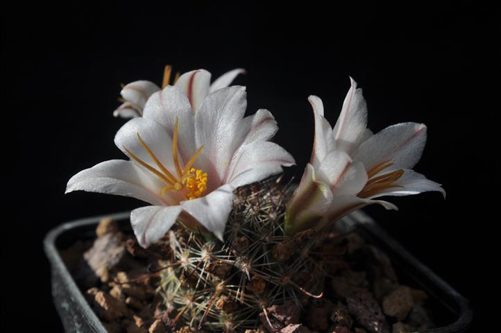 Mammillaria louisae 