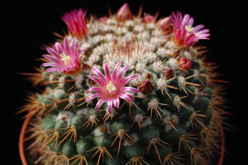 Mammillaria scrippsiana 