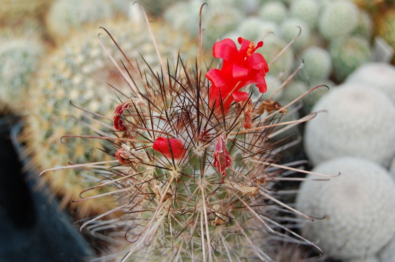 Mammillaria pondii ssp. maritima 