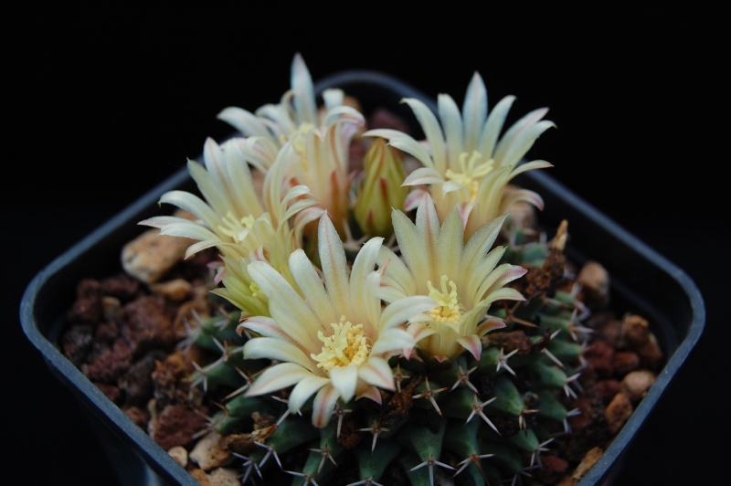 Mammillaria peninsularis SB 1604