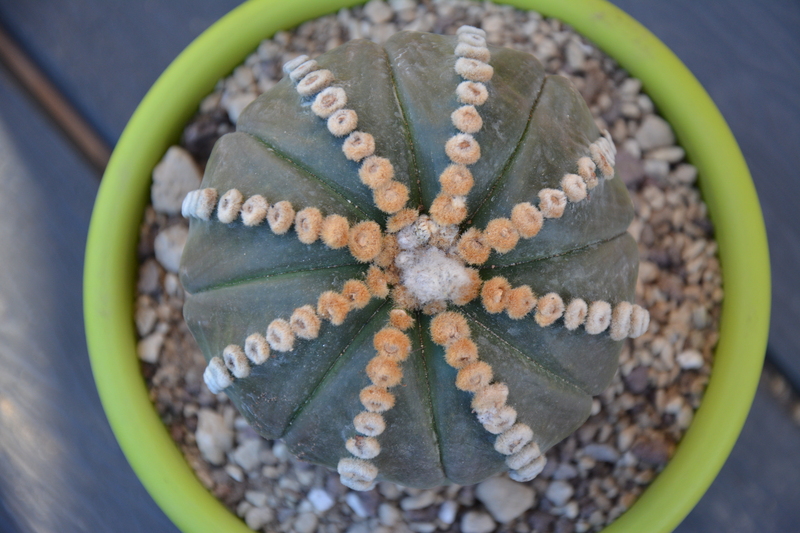 Astrophytum asterias cv. rensei 