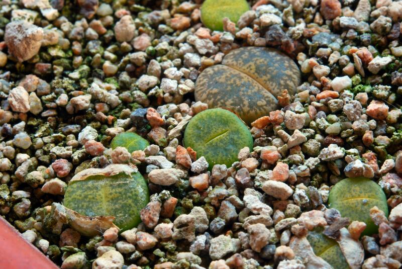 lithops lesliei cv. albinigold