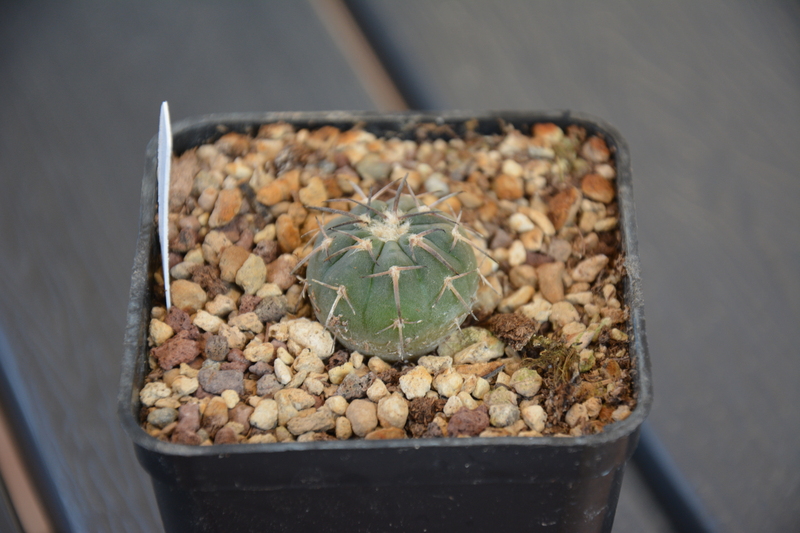 Gymnocalycium spegazzinii P43