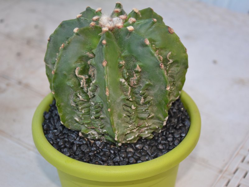 Astrophytum myriostigma cv. fukuryu hekiran 