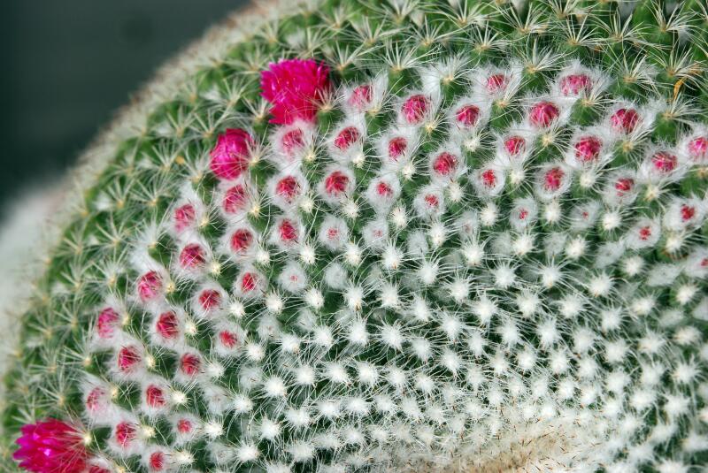 Mammillaria hahniana 