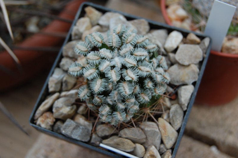 Mammillaria bertholdii 